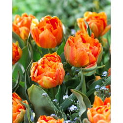 Tulipan Orca - duża paczka! - 50 szt.