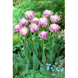 Tulipan Sweet Desire - GIGA paczka! - 250 szt.