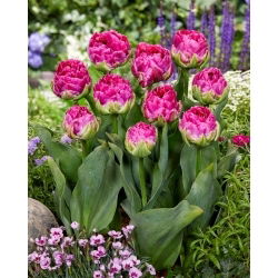Tulipan Wicked in Pink - 5 szt.