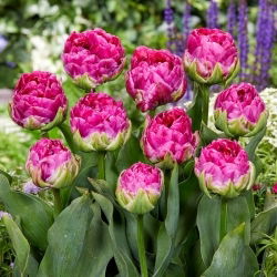 Tulipan Wicked in Pink - duża paczka! - 50 szt.