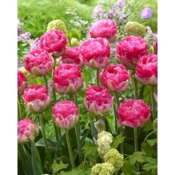 Tulipan Pinksize - 5 szt.