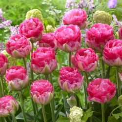 Tulipan Pinksize - GIGA paczka! - 250 szt.