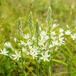 Śniedek Sochi - Ornithogalum ponticum Sochi - GIGA paczka! - 50 szt.