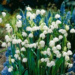 Śnieżyca letnia Gravetye Giant - duża paczka! - 50 szt.