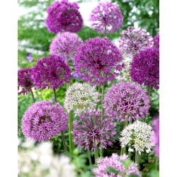 Czosnek ozdobny - Allium mix - duża paczka! - 30 szt.