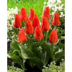 Tulipan Miramare - duża paczka! - 50 szt.