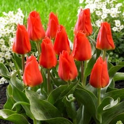 Tulipan Miramare - duża paczka! - 50 szt.