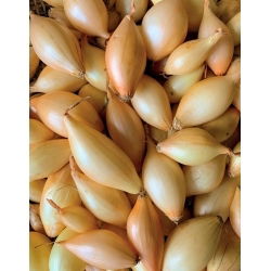 Cebula dymka - zimująca - Shakespeare - 0,5 kg