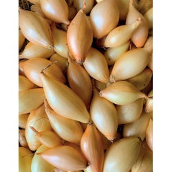 Cebula dymka - zimująca - Shakespeare - 20 kg