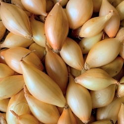 Cebula dymka - zimująca - Shakespeare - 0,5 kg