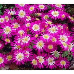 Zawilec grecki - Pink Star - GIGA paczka! - 400 szt.