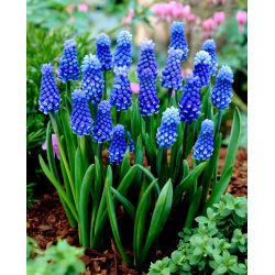 Szafirek Muscari Dark Eyes - GIGA paczka! - 250 szt.