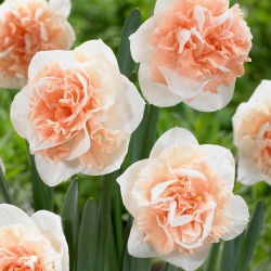 Narcyz pełny Flower Surprise - GIGA paczka! - 250 szt.