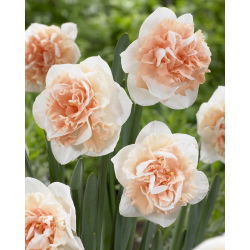 Narcyz pełny Flower Surprise - GIGA paczka! - 250 szt.