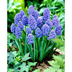Szafirek Muscari Blue Spike - GIGA paczka - 500 szt.