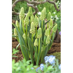 Szafirek zielony - Muscari Bellevalia Green Pearl - GIGA paczka! - 250 szt.