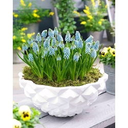 Szafirek Aqua Magic -  GIGA paczka! - 500 szt.