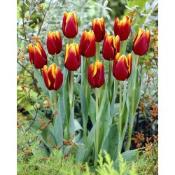 Tulipan Abu Hassan - GIGA paczka! - 250 szt.