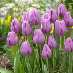 Tulipan Alibi - GIGA paczka! - 250 szt.