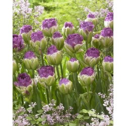 Tulipan Exquisit - GIGA paczka! - 250 szt.