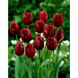 Tulipan Jan Reus - GIGA paczka! - 250 szt.