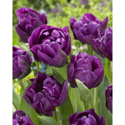 Tulipan Negrita Double - GIGA paczka! - 250 szt.