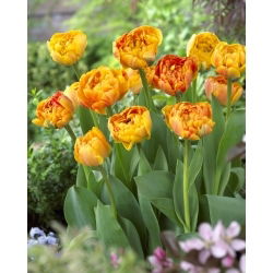 Tulipan Sunlover - GIGA paczka! - 250 szt.