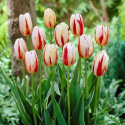 Tulipan Carnaval de Rio - GIGA paczka! - 250 szt.
