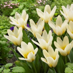 Tulipan niski - Concerto - GIGA paczka! - 250 szt.