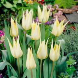 Tulipan Saporro - GIGA paczka! - 250 szt.