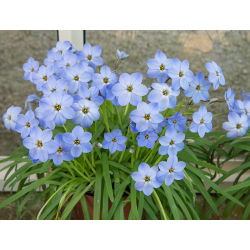 Ipheion - Ifejon - Rolf Fiedler - GIGA paczka! - 500 szt.