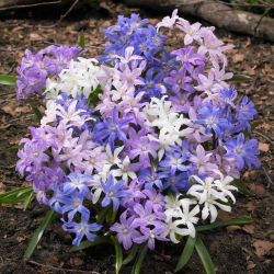 Śnieżnik lśniący mix - Chionodoxa luciliae mix - GIGA paczka! - 500 szt.
