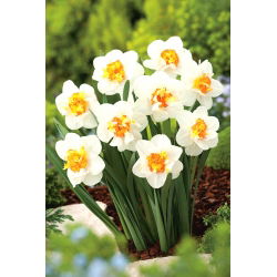 Narcyz pełny Flower Drift - GIGA paczka! - 250 szt.