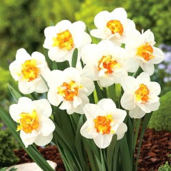 Narcyz pełny Flower Drift - GIGA paczka! - 250 szt.