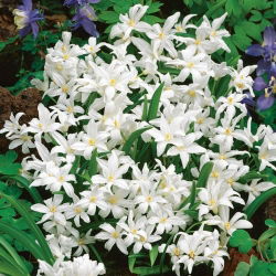 Śnieżnik lśniący biały - Chionodoxa luciliae alba - GIGA paczka! - 500 szt.