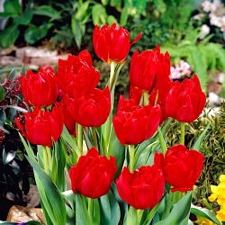 Tulipan Abba - GIGA paczka! - 250 szt.
