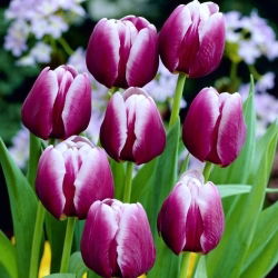 Tulipan Arabian Mystery - GIGA paczka! - 250 szt.