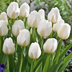 Tulipan City Of Vancouver - GIGA paczka! - 250 szt.