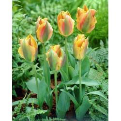 Tulipan Golden Artist - GIGA paczka! - 250 szt.