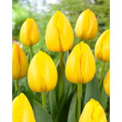 Tulipan Novi Sun - GIGA paczka! - 250 szt.