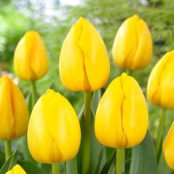 Tulipan Novi Sun - GIGA paczka! - 250 szt.