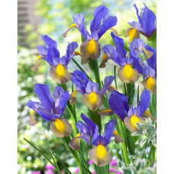 Irys holenderski - Mystic Beauty - GIGA paczka! - 500 szt.