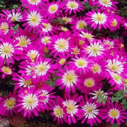 Zawilec grecki - Pink Star - GIGA paczka! - 400 szt.