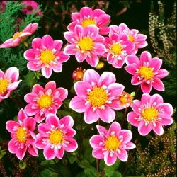 Dalia - Hartenaas - GIGA paczka! - 50 szt.