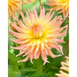 Dalia - Apricot Star - GIGA paczka! - 50 szt.