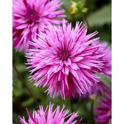 Dalia - Striped Ambition - GIGA paczka! - 50 szt.