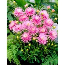 Dalia - Park Princess - GIGA paczka! - 50 szt.