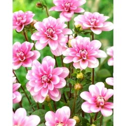 Dalia - Pink Perception - GIGA paczka! - 50 szt.