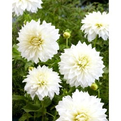 Dalia - Fleurel - GIGA paczka! - 50 szt.