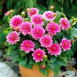 Dalia - Bluesette - GIGA paczka! - 50 szt.
